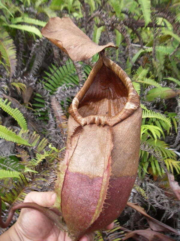 Image of Nepenthes sumatrana (Miq.) G. Beck