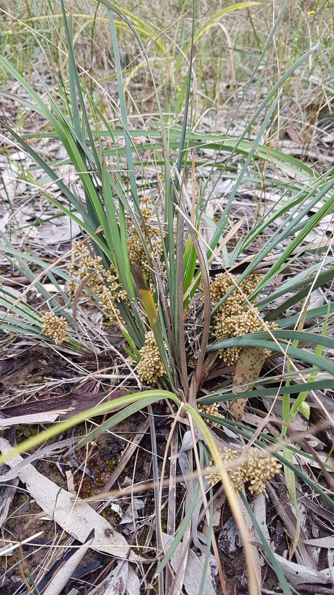 Image de Lomandra multiflora subsp. dura (F. Muell.) T. D. Macfarl.