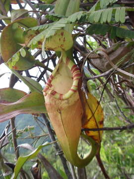 Image of Nepenthes sumatrana (Miq.) G. Beck