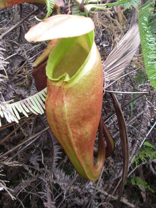 Image of Nepenthes sumatrana (Miq.) G. Beck