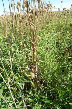 Image of Dipsacus gmelinii Bieb.