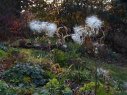 Image of butterfly milkweed