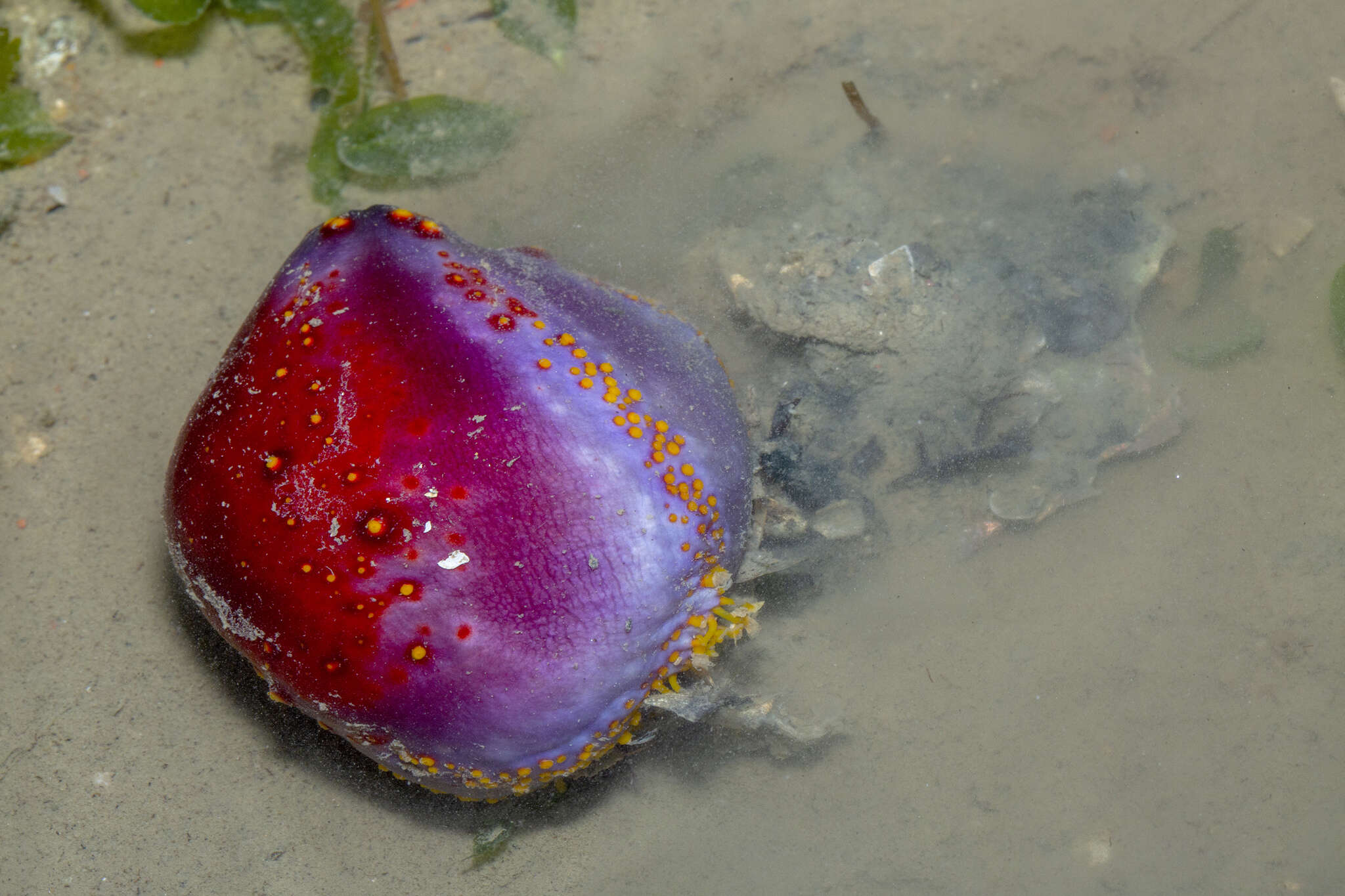 Image of Pseudocolochirus Pearson 1910