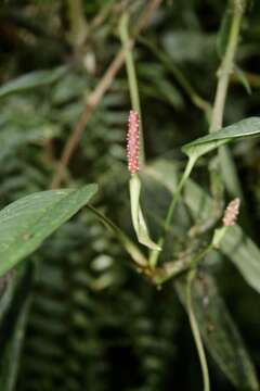 Image of Anthurium microspadix Schott