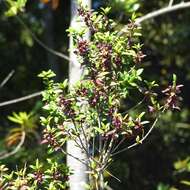 Image of Chilean guava