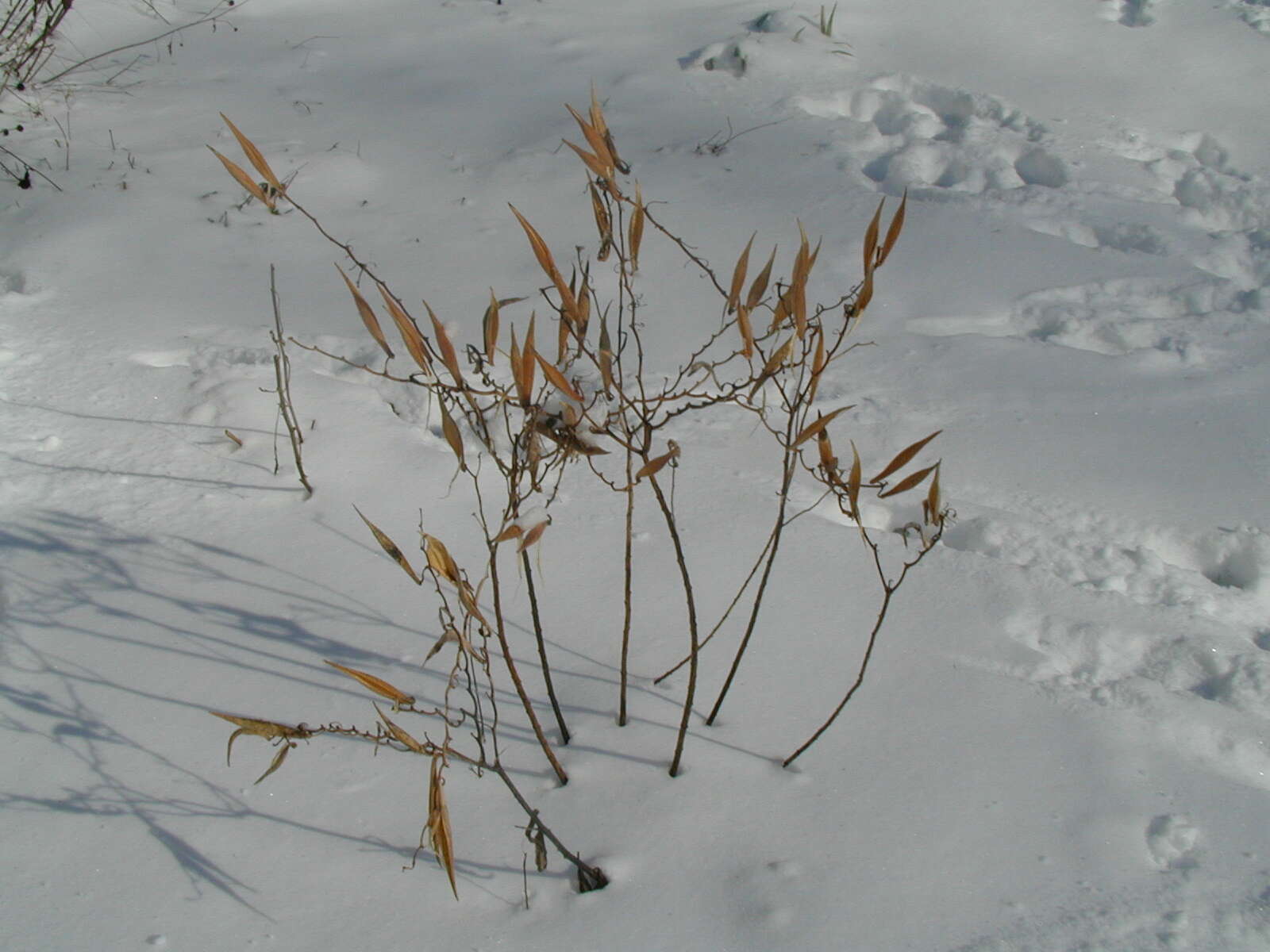 Image of butterfly milkweed