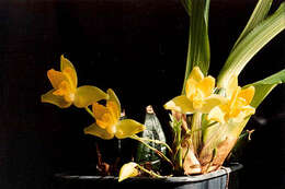 Imagem de Lycaste cruenta (Lindl.) Lindl.