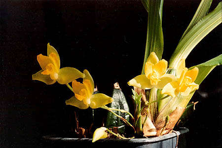 Imagem de Lycaste cruenta (Lindl.) Lindl.