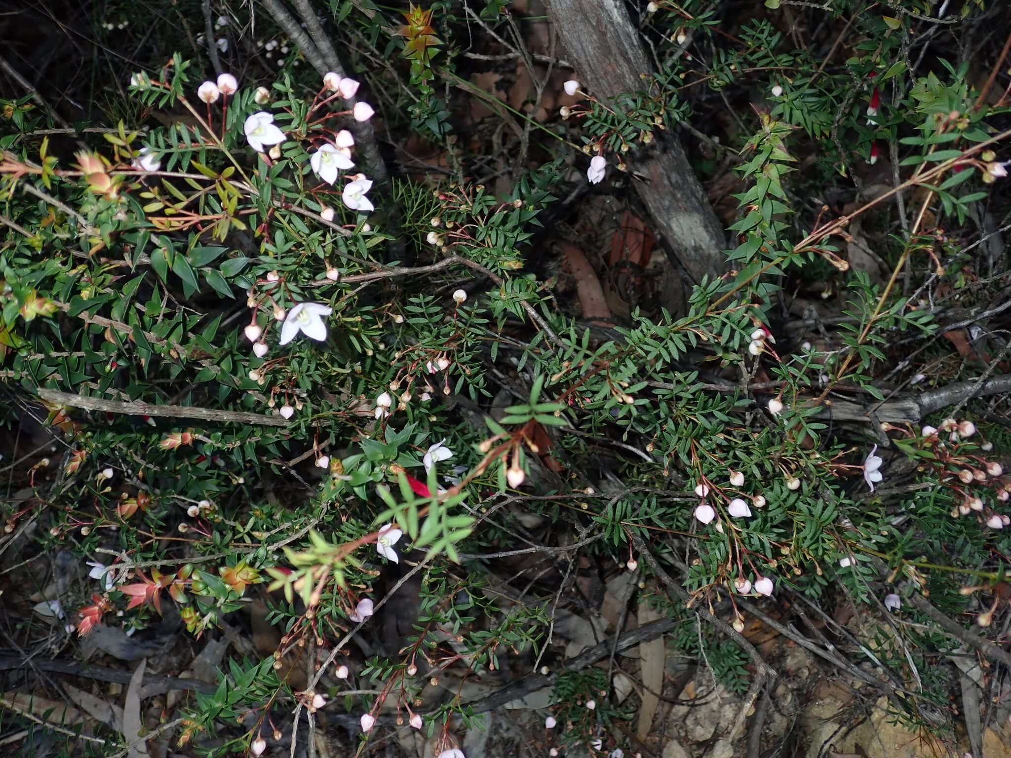 Image of Boronia floribunda Sieber ex Spreng.