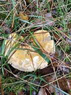 Image of yellow swamp brittlegill