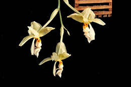 Image of Stanhopea graveolens Lindl.