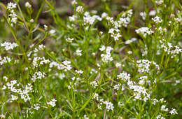 Imagem de Galium palustre L.