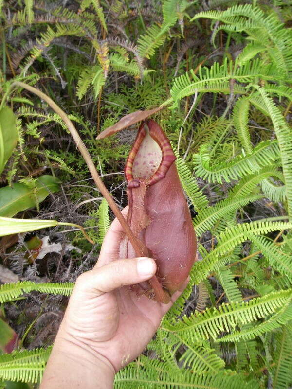 Image of Nepenthes sumatrana (Miq.) G. Beck