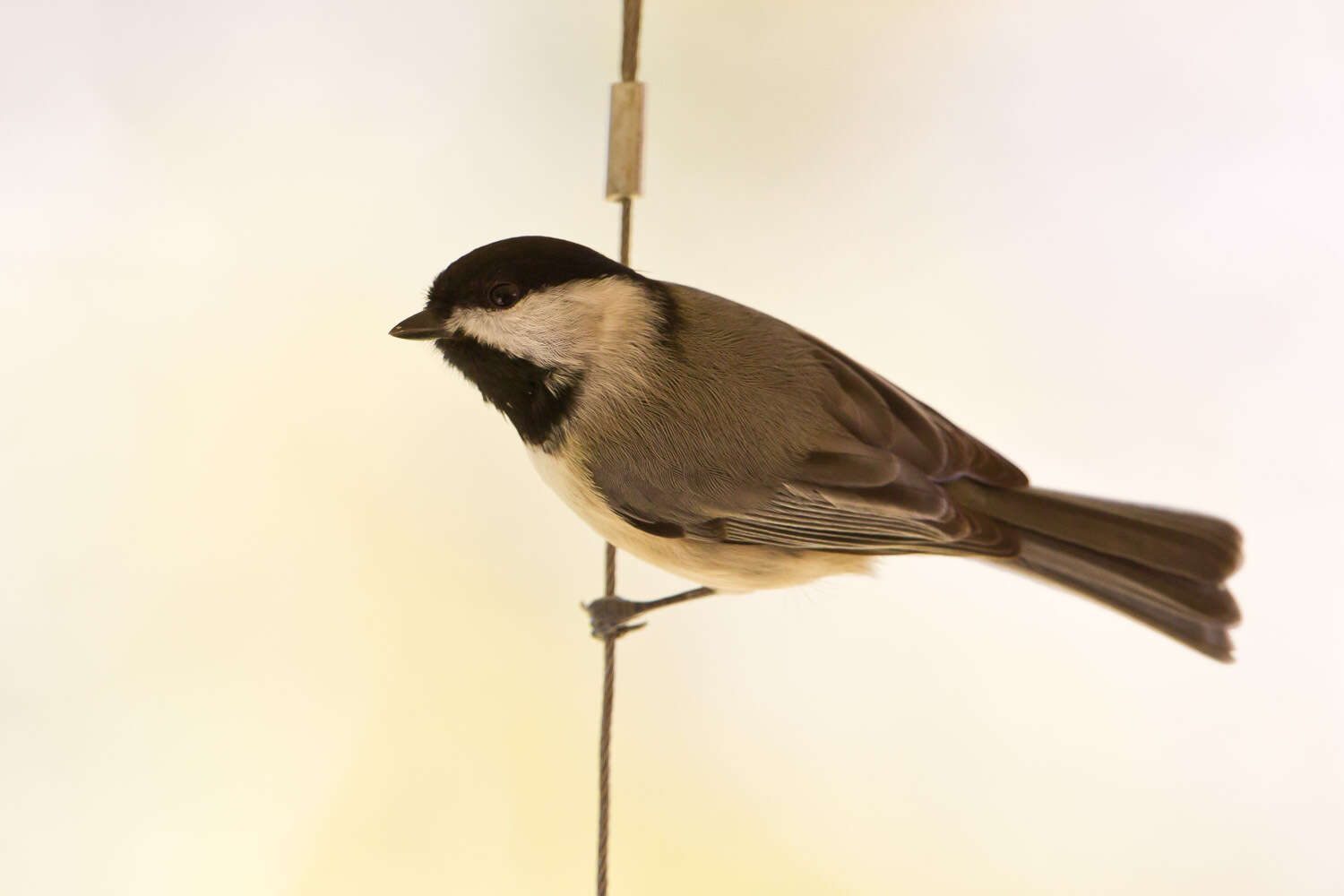 Image of Carolina Chickadee