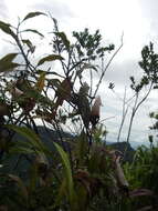 Image of Nepenthes sumatrana (Miq.) G. Beck