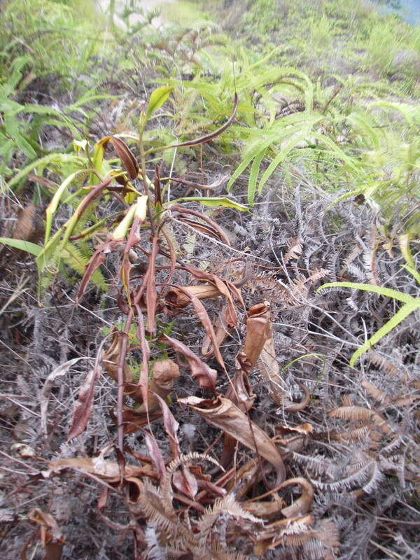 Image of Nepenthes sumatrana (Miq.) G. Beck