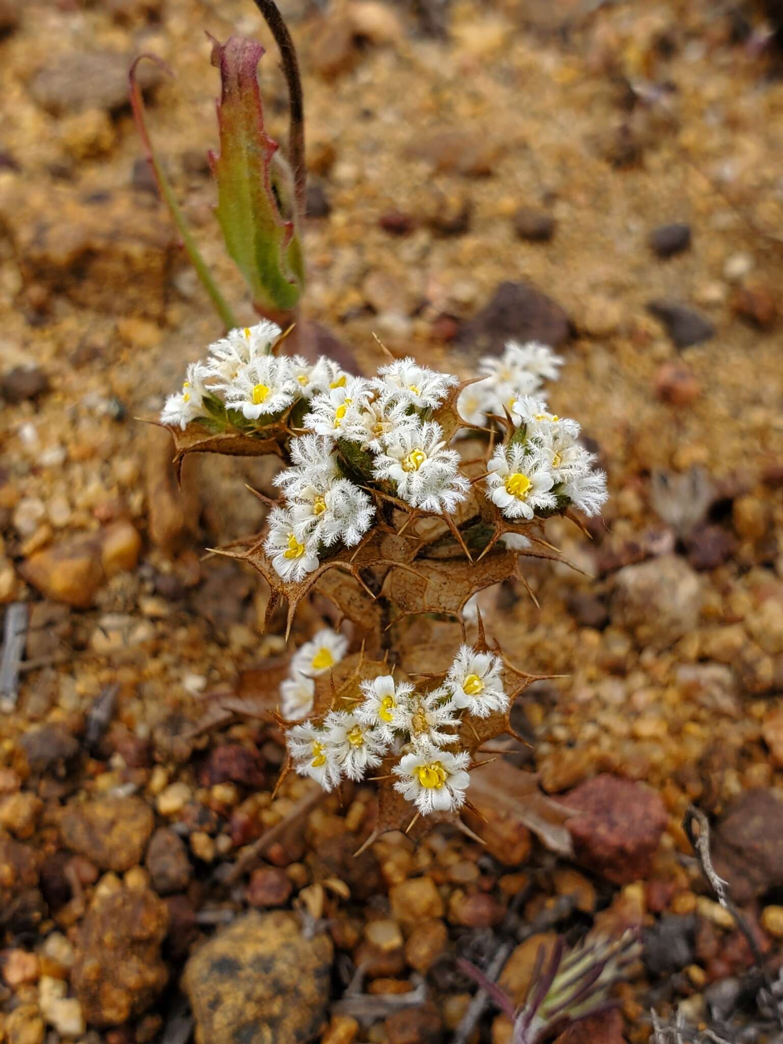 Triptilion gibbosum Remy resmi