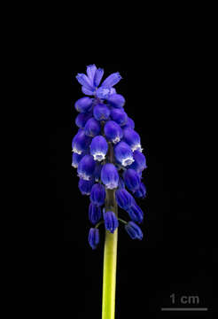 Image of Armenian grape hyacinth