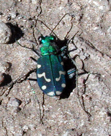 Plancia ëd Cicindela (Cicindela) oregona Le Conte 1856