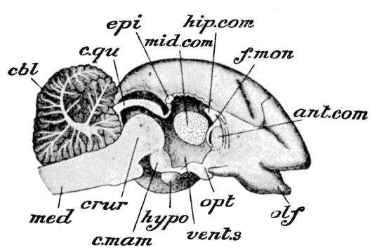 Image de Petrogale penicillata (Gray 1827)