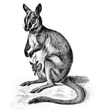 Image of Ring-tailed Rock Wallaby