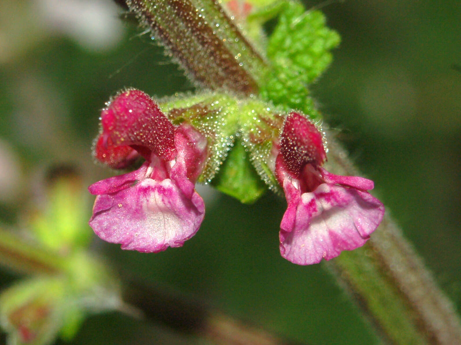 Image of Salvia viscosa Jacq.