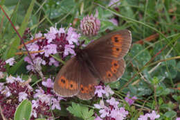 Image of Mountain Ringlet