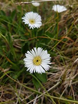 Image of Pappochroma nitidum (S. J. Forbes) G. L. Nesom