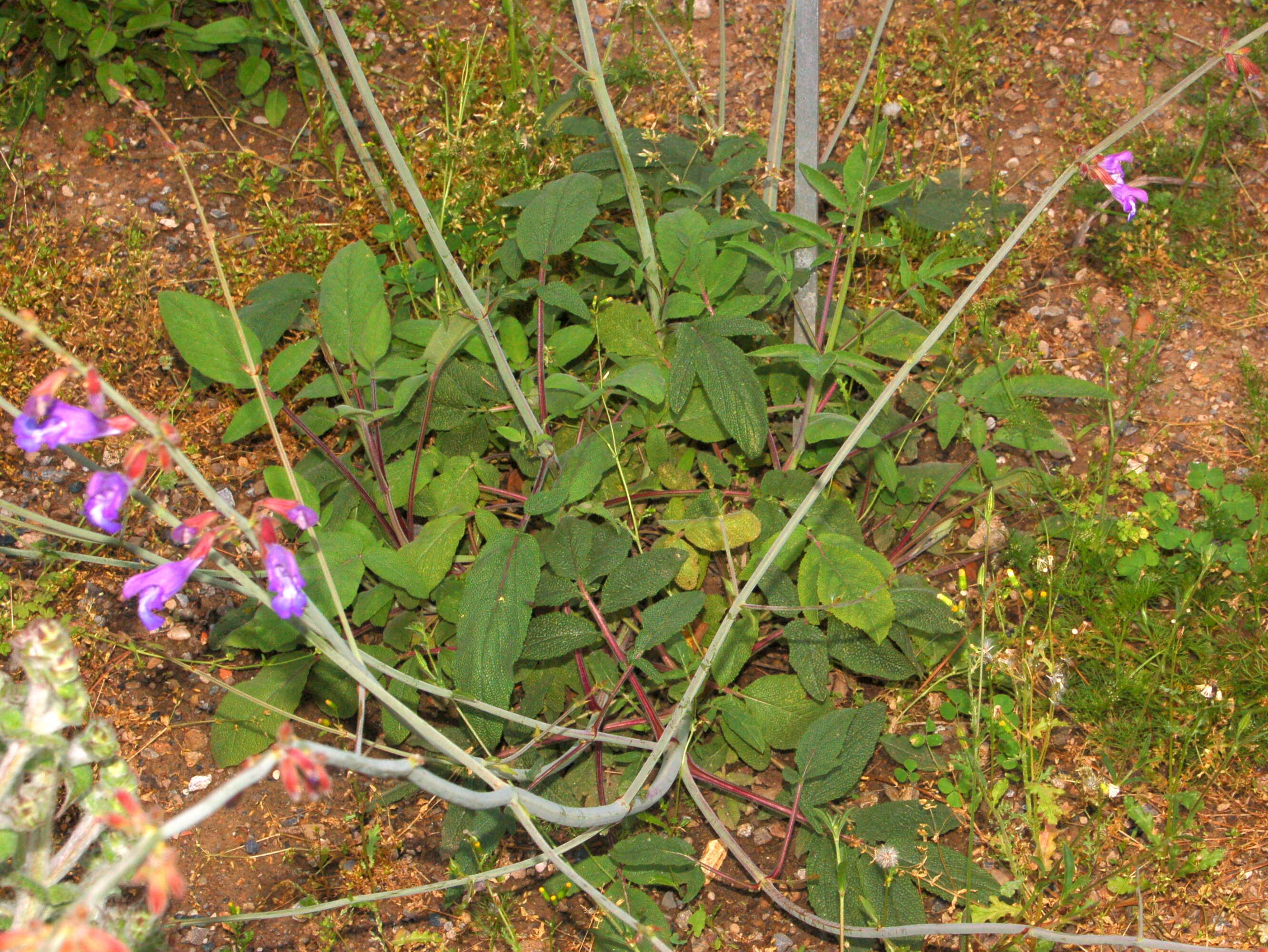 Image of Salvia ringens Sm.