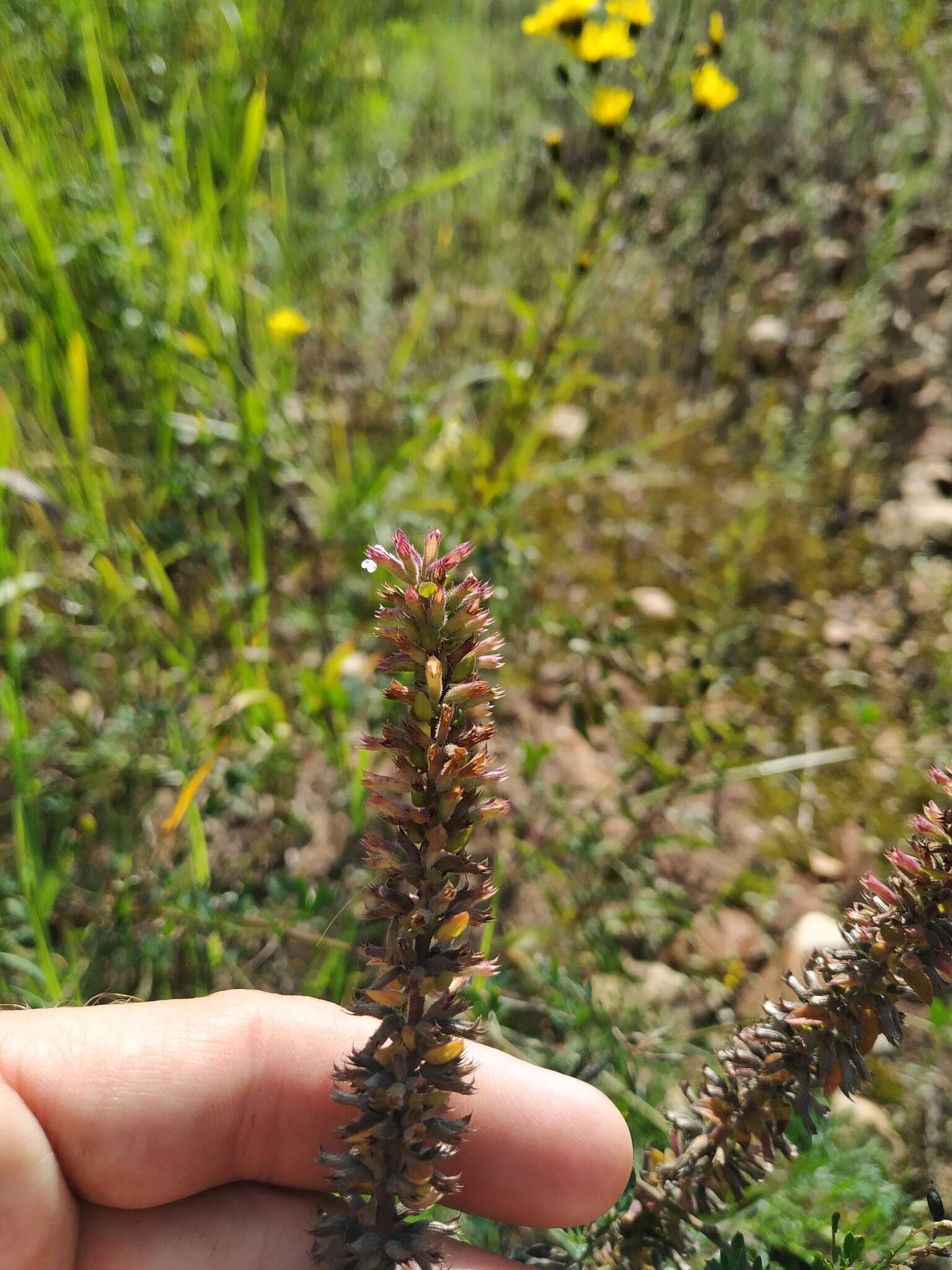 Image of thymeleaf dragonhead