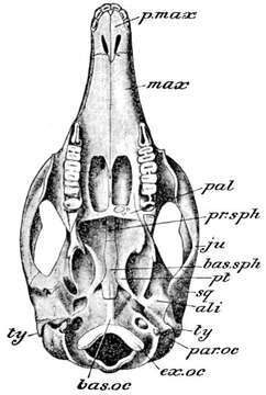 Image de Petrogale penicillata (Gray 1827)