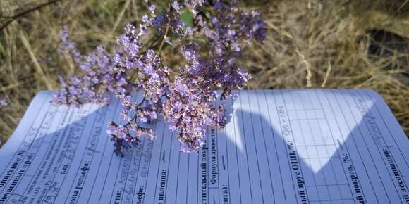 Image of <i>Limonium gmelini</i>