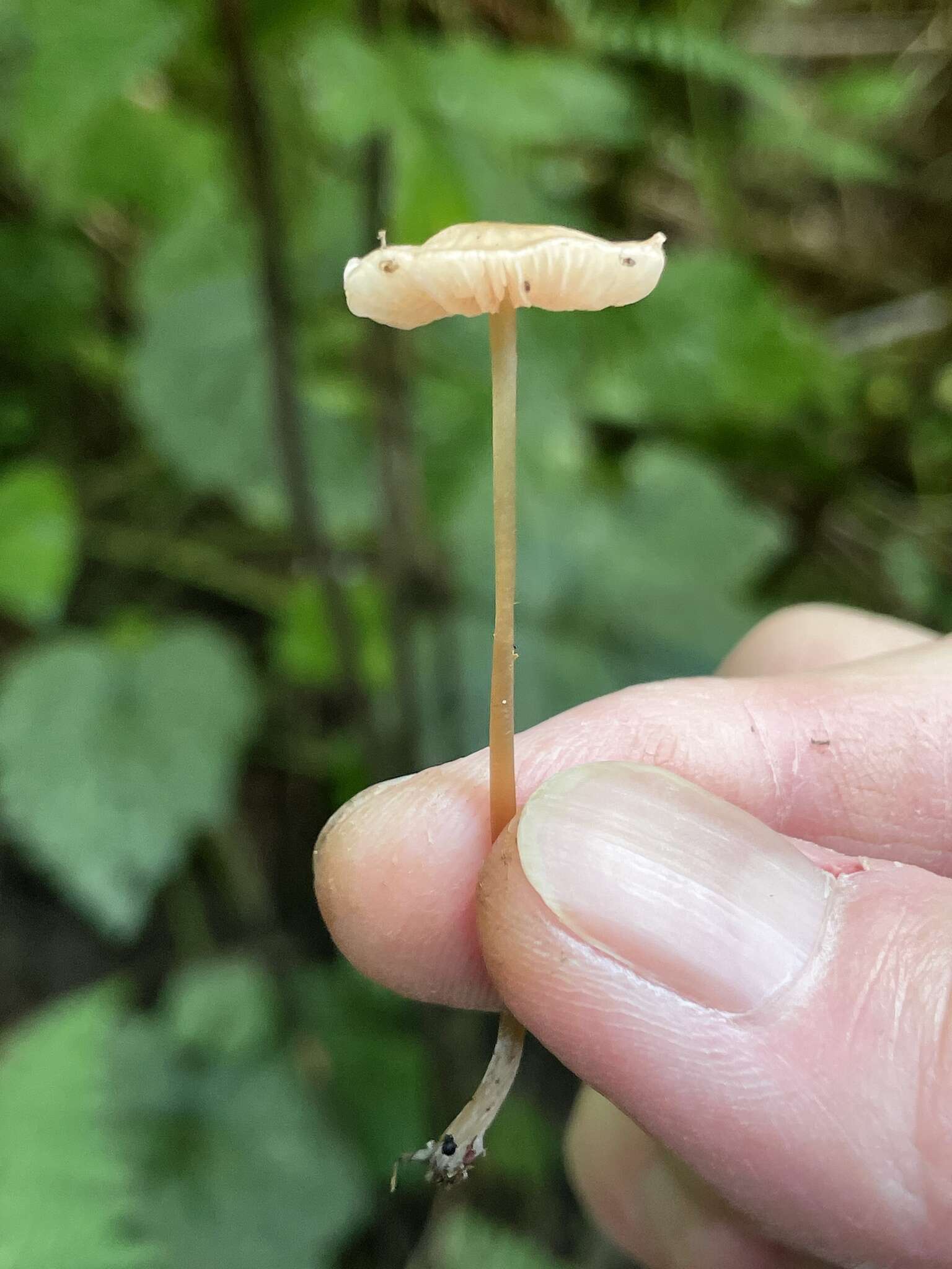 Image of Entoloma solstitiale (Fr.) Noordel. 1980