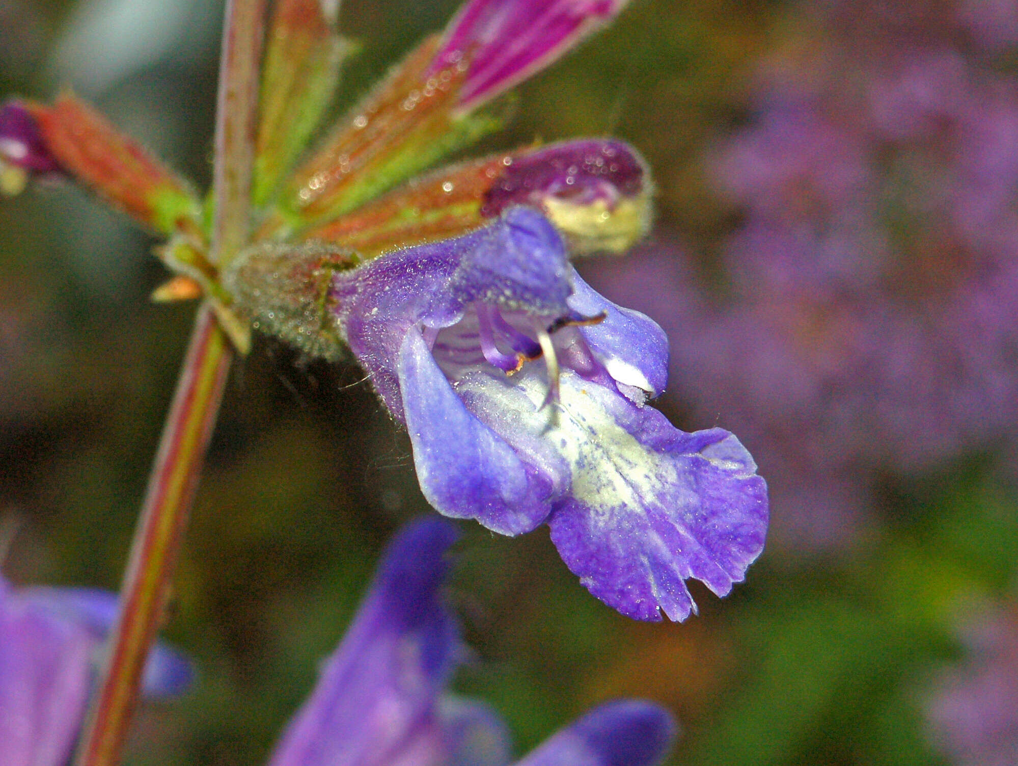 Image of Salvia interrupta Schousb.