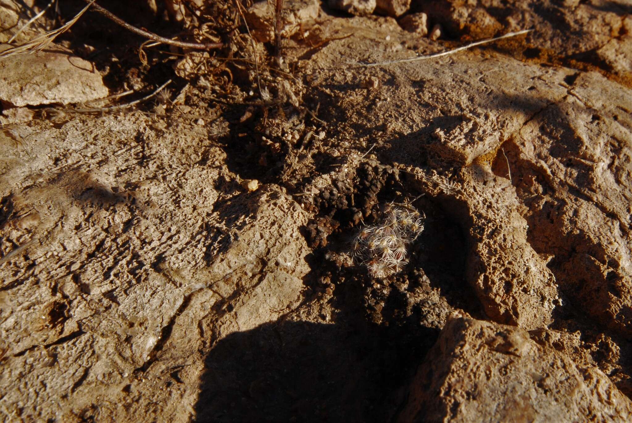 Image of Mammillaria saboae subsp. roczekii