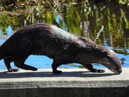 Imagem de Lontra canadensis lataxina (F. G. Cuvier 1823)