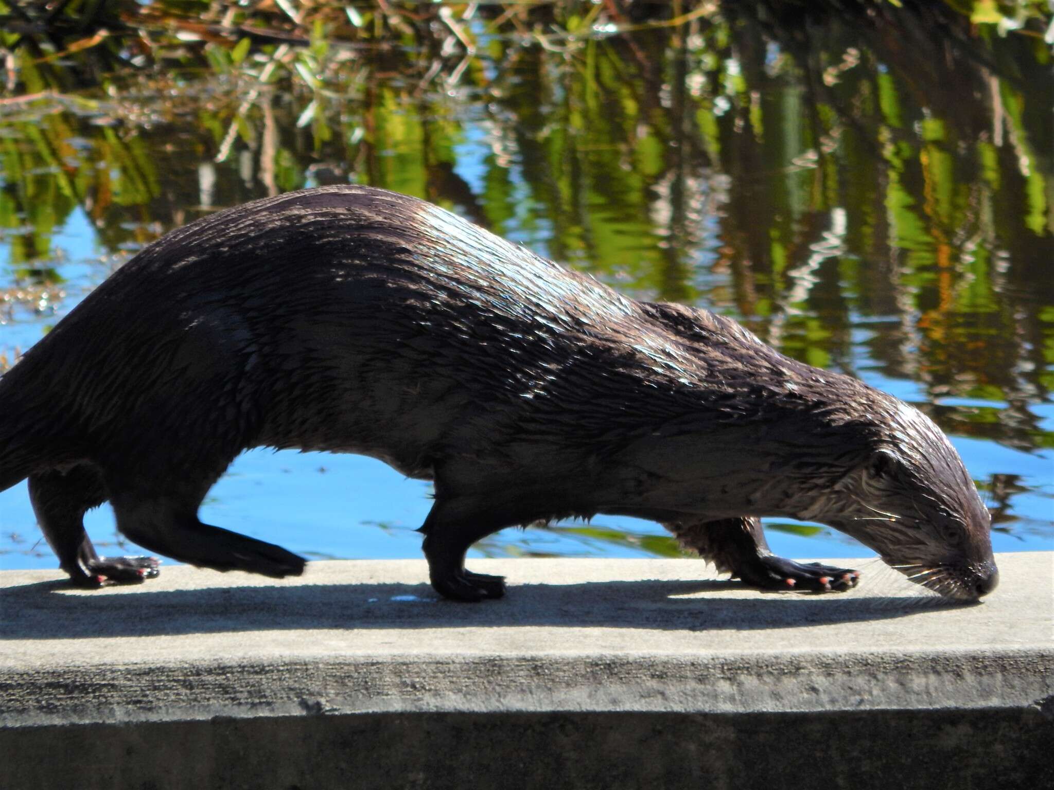 Plancia ëd Lontra canadensis lataxina (F. G. Cuvier 1823)