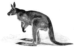 Image of red kangaroo