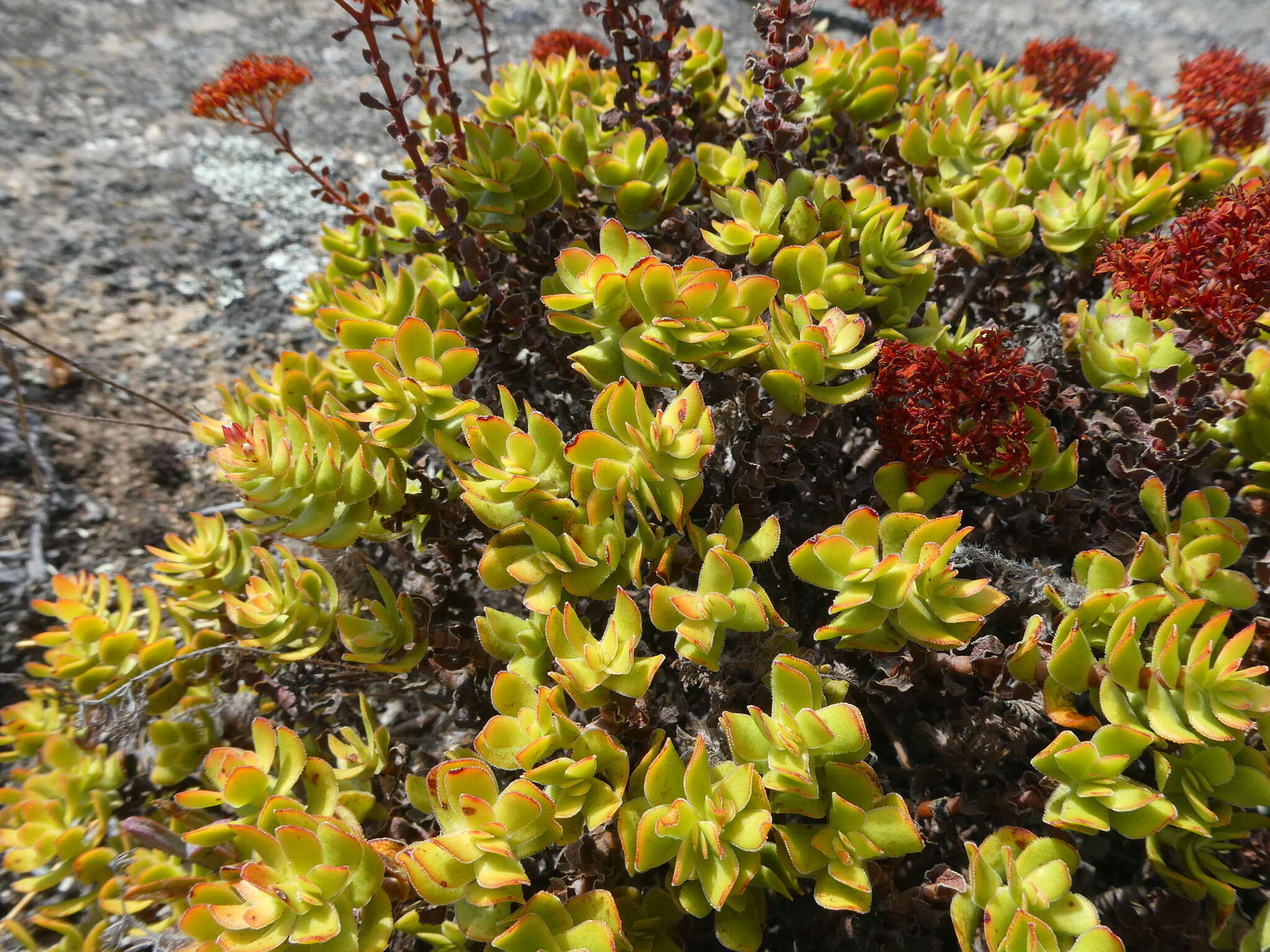 Image of Crassula dejecta Jacq.