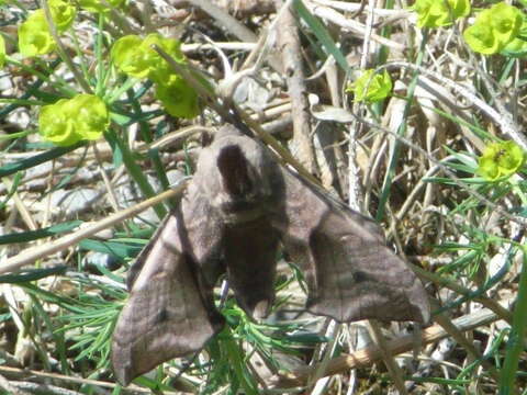 Image of Smerinthus ocellatus