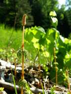 Image of Wood Horsetail