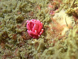 Image of Okenia hiroi (Baba 1938)