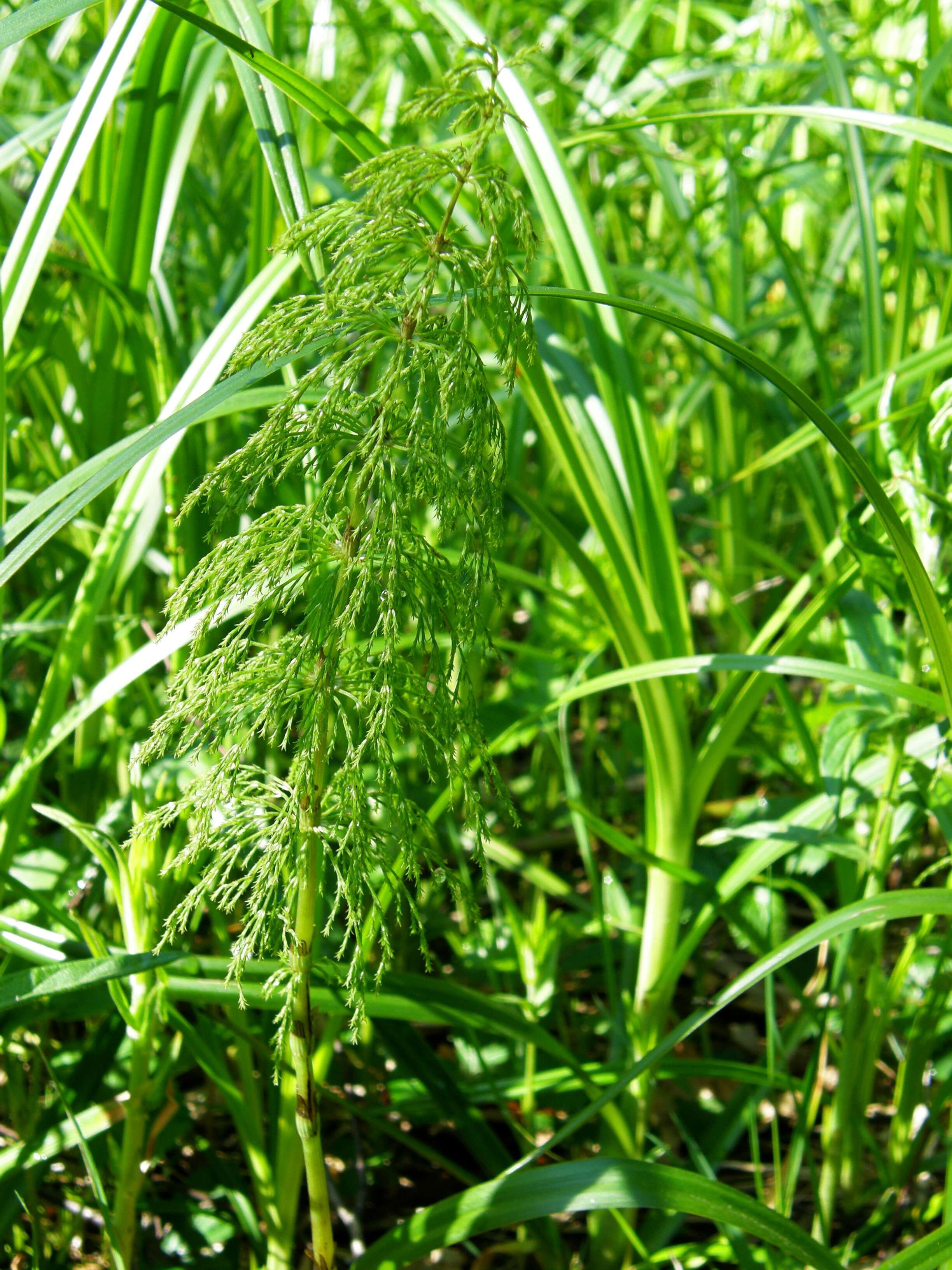 Imagem de Equisetum sylvaticum L.