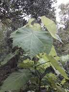 Image of African hemp