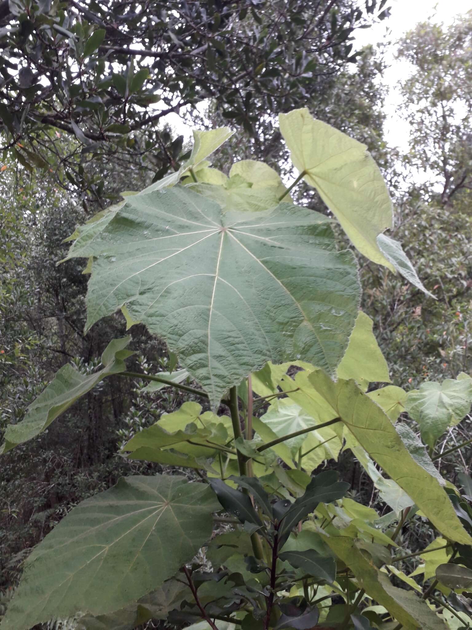 Sivun Sparrmannia africana L. fil. kuva