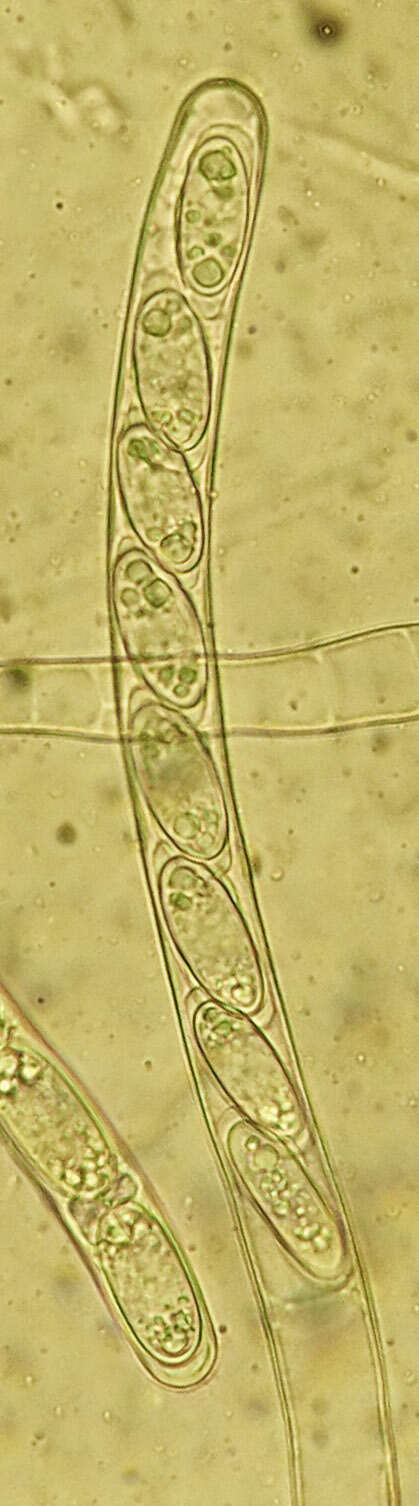 Image of Sarcoscypha dudleyi (Peck) Baral 1984