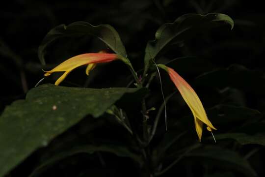 Image of Justicia floribunda (C. Koch) D. C. Wassh.