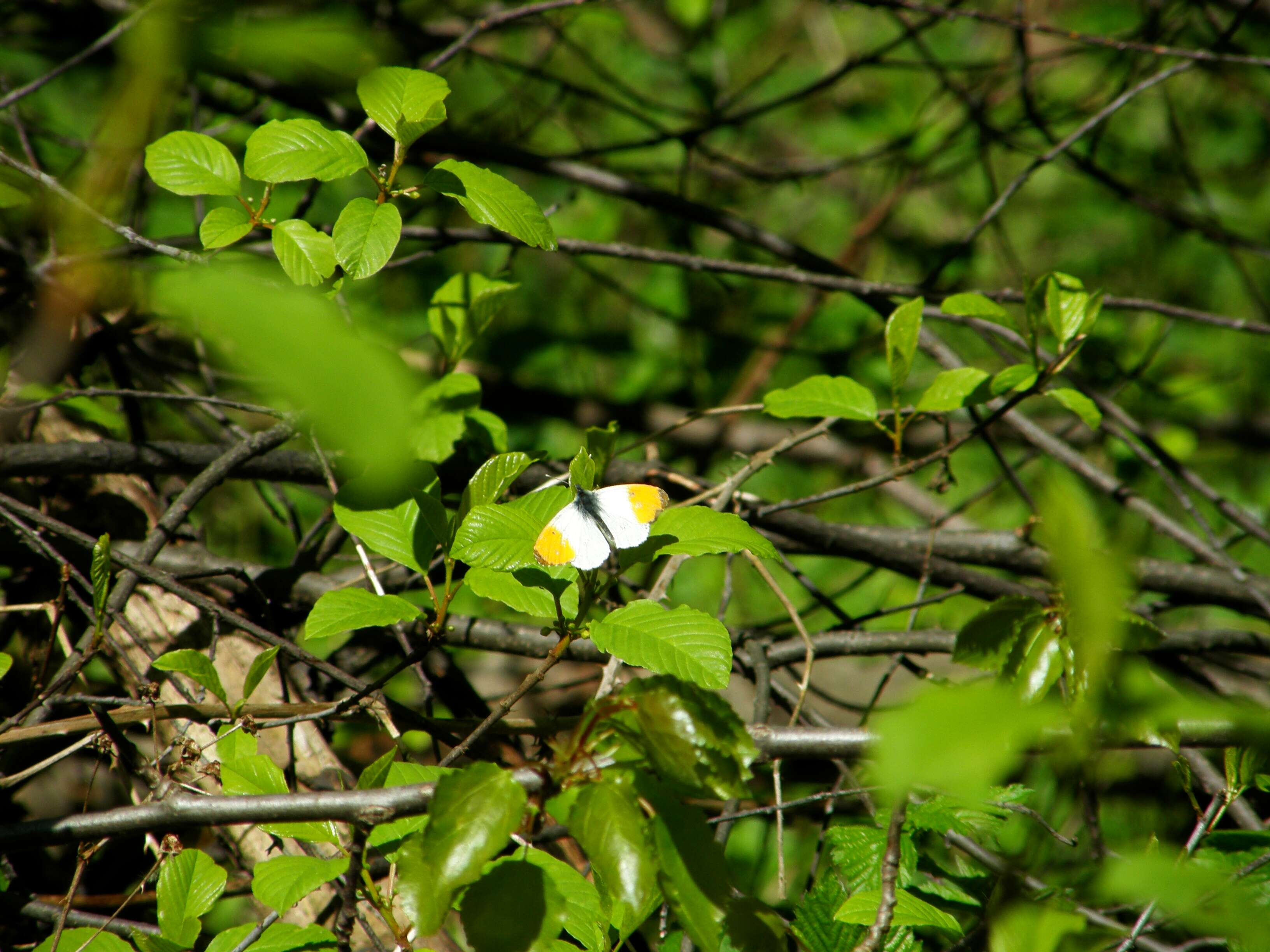 Image of orange tip