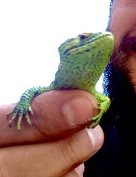 Image of Matuda's Arboreal Alligator Lizard