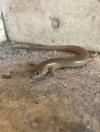 Image of Black-tailed Bar-lipped Skink